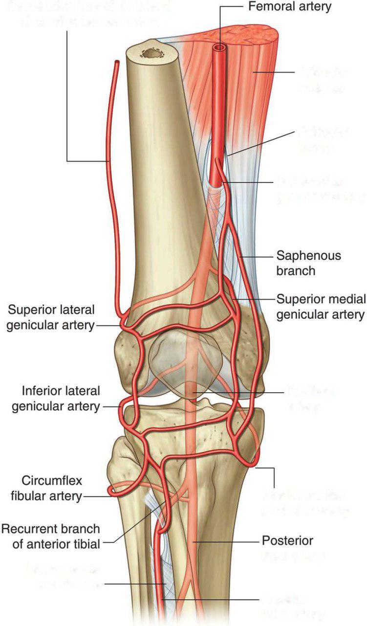 blood circulation knee.jpg